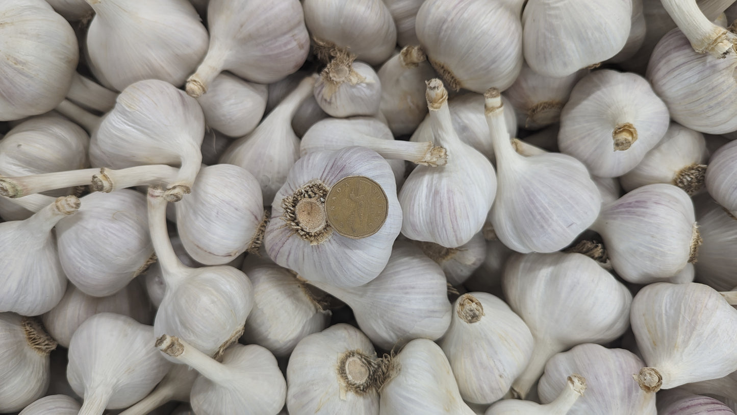 Certified Organic Garlic, music