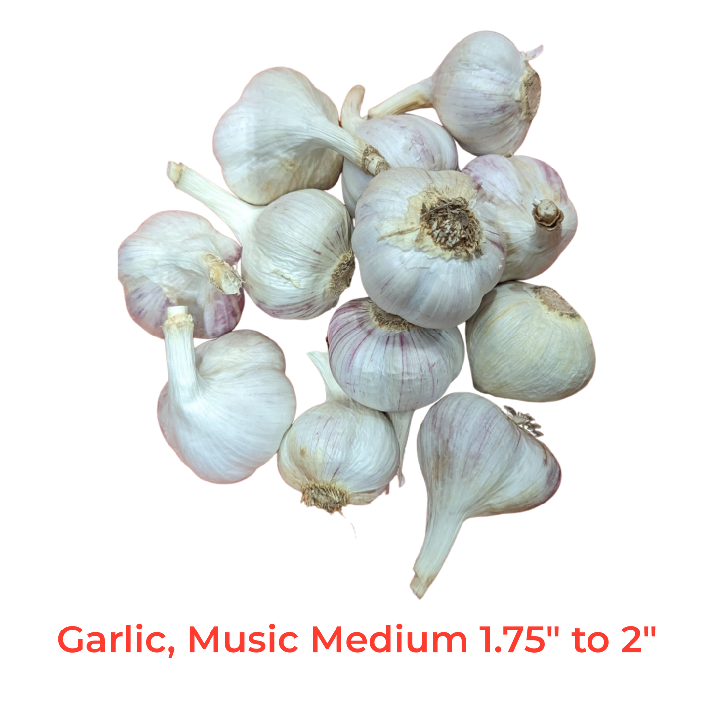 Garlic, music, Fresh Canadian grown