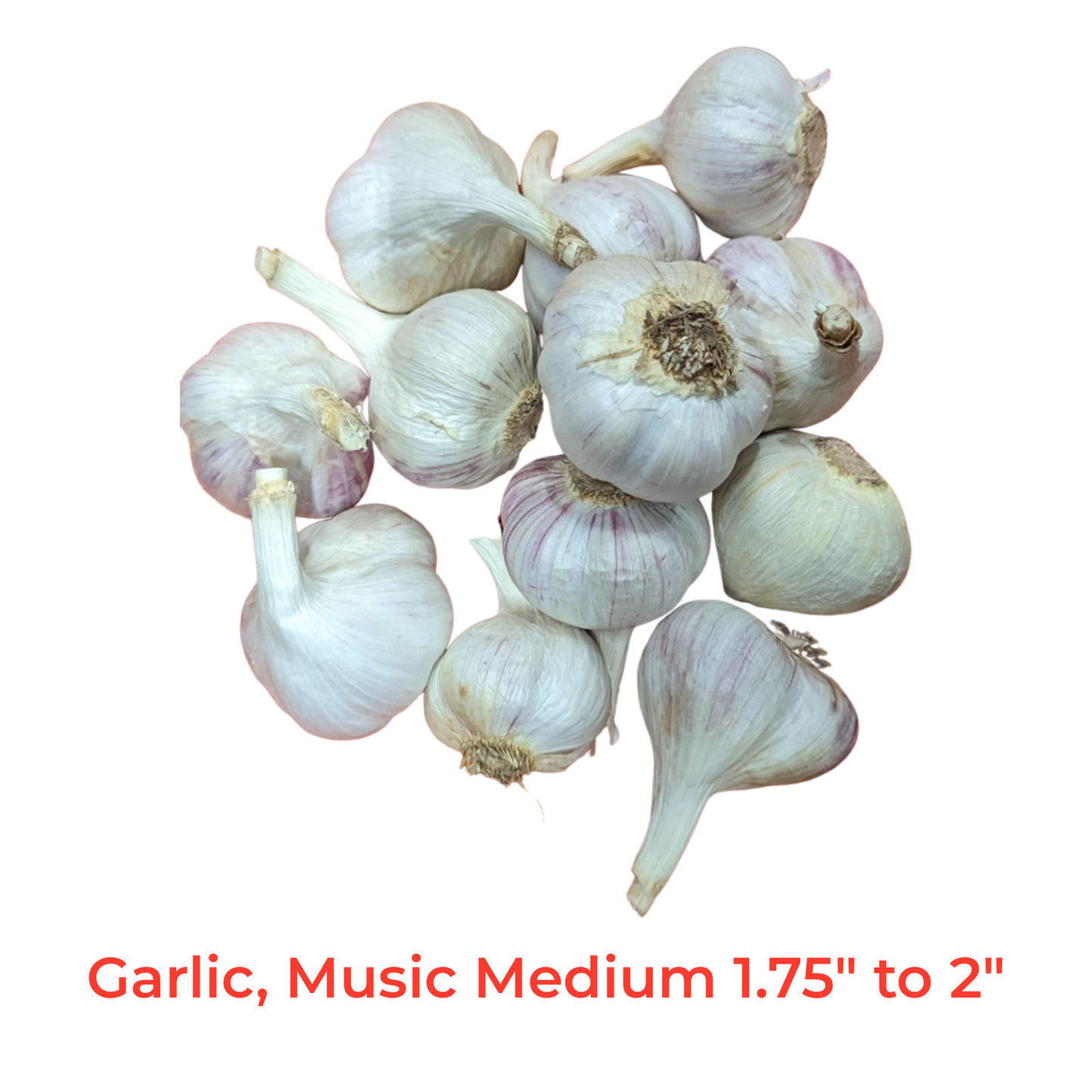 Garlic, music, Fresh Canadian grown