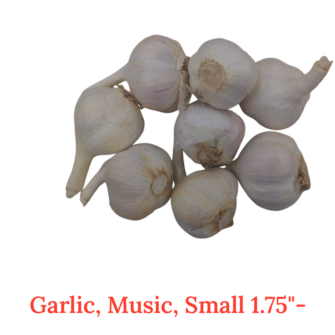 Garlic, music, Fresh Canadian grown