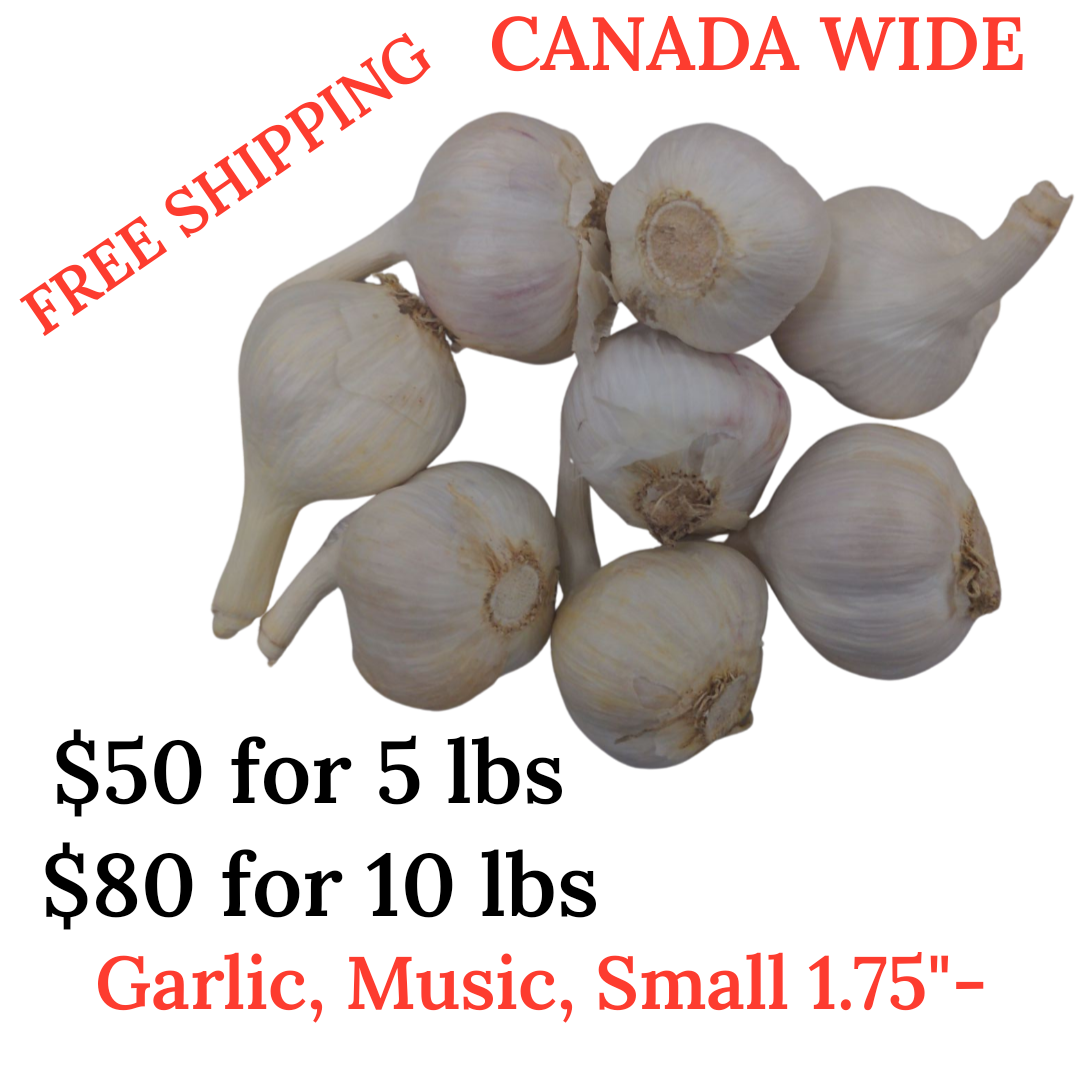 Garlic, music, Fresh Canadian grown