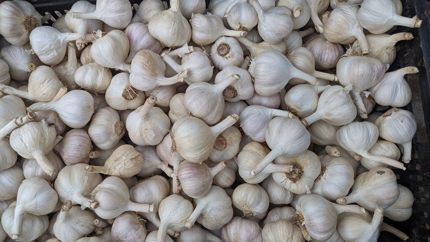 Garlic, music, Fresh Canadian grown