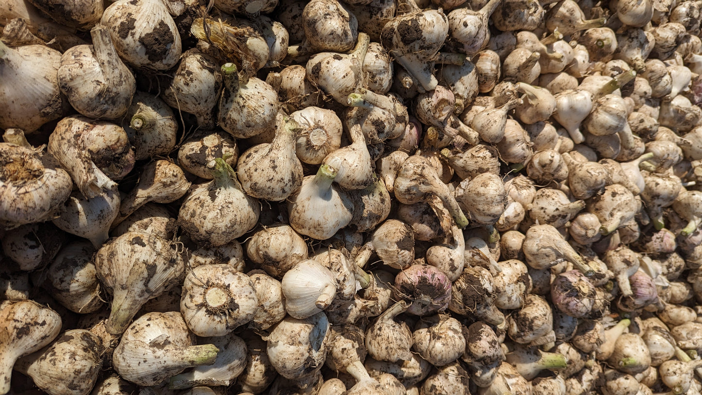 Garlic, music, Fresh Canadian grown