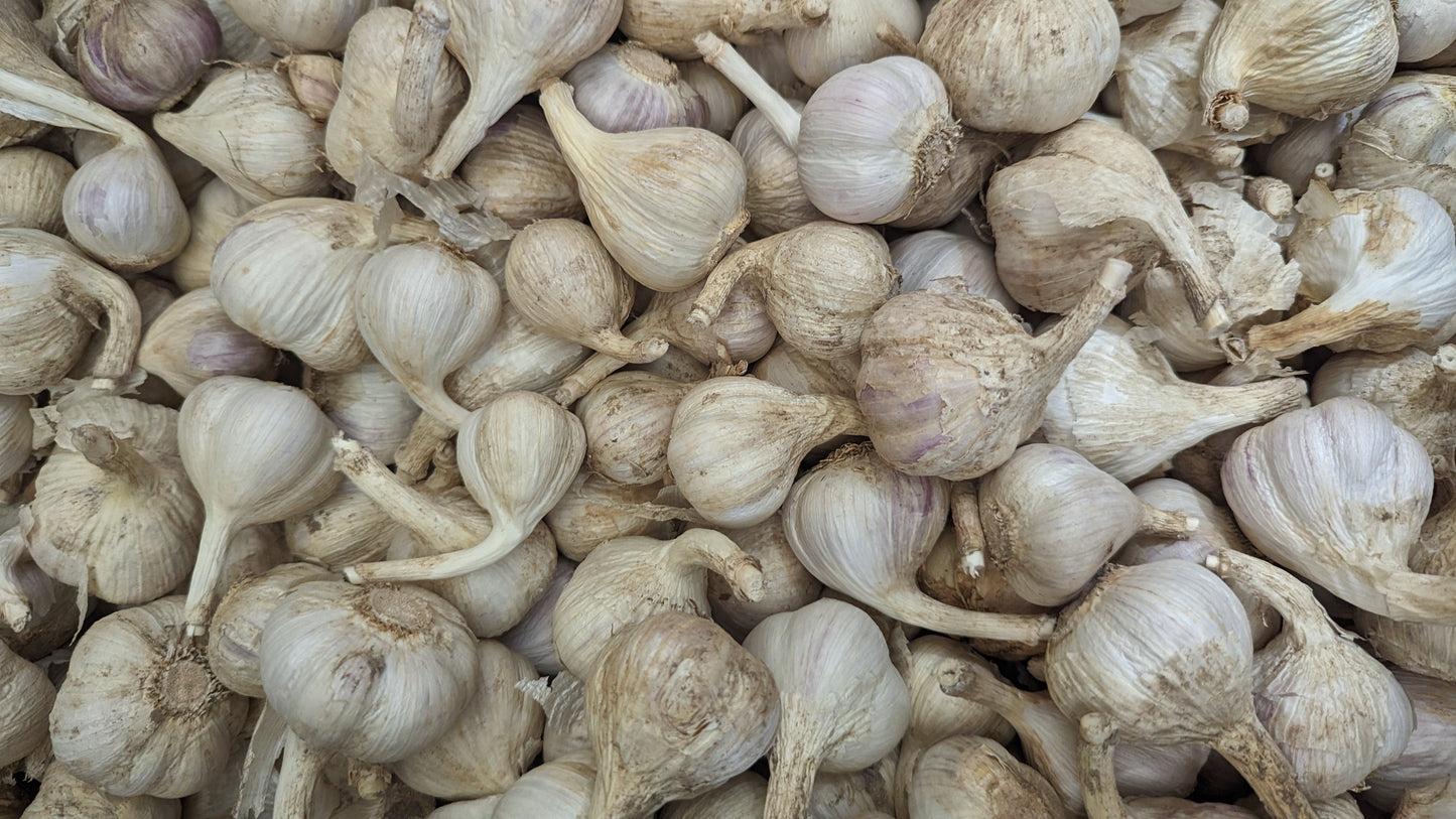 Garlic, music, Fresh Canadian grown