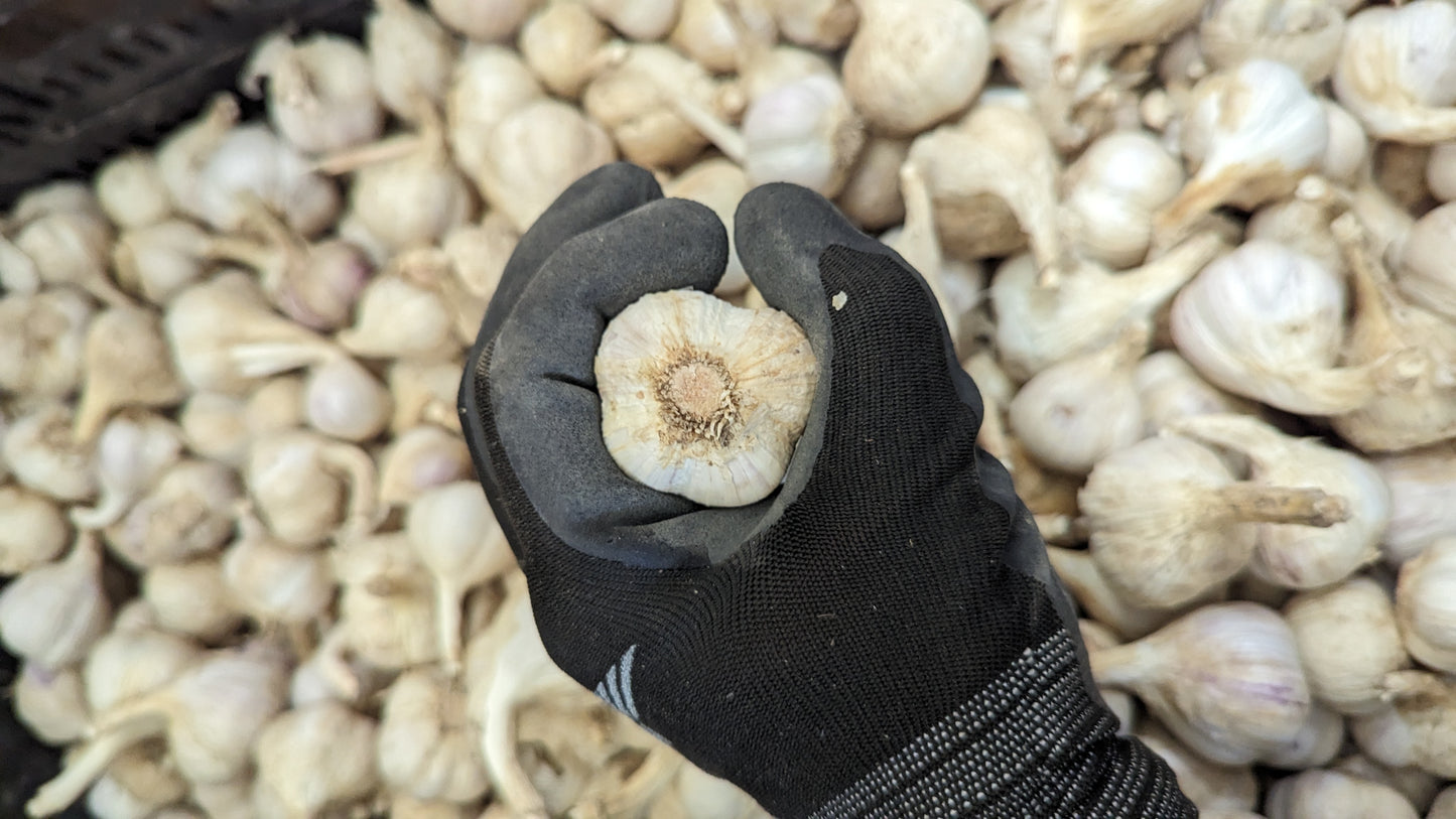 Garlic, music, Fresh Canadian grown