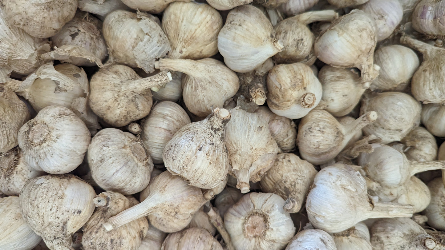 Garlic, music, Fresh Canadian grown