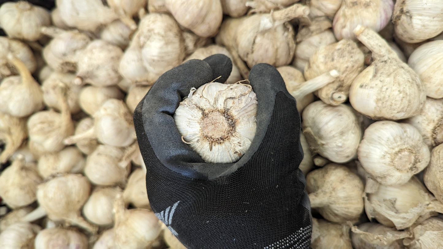 Garlic, music, Fresh Canadian grown