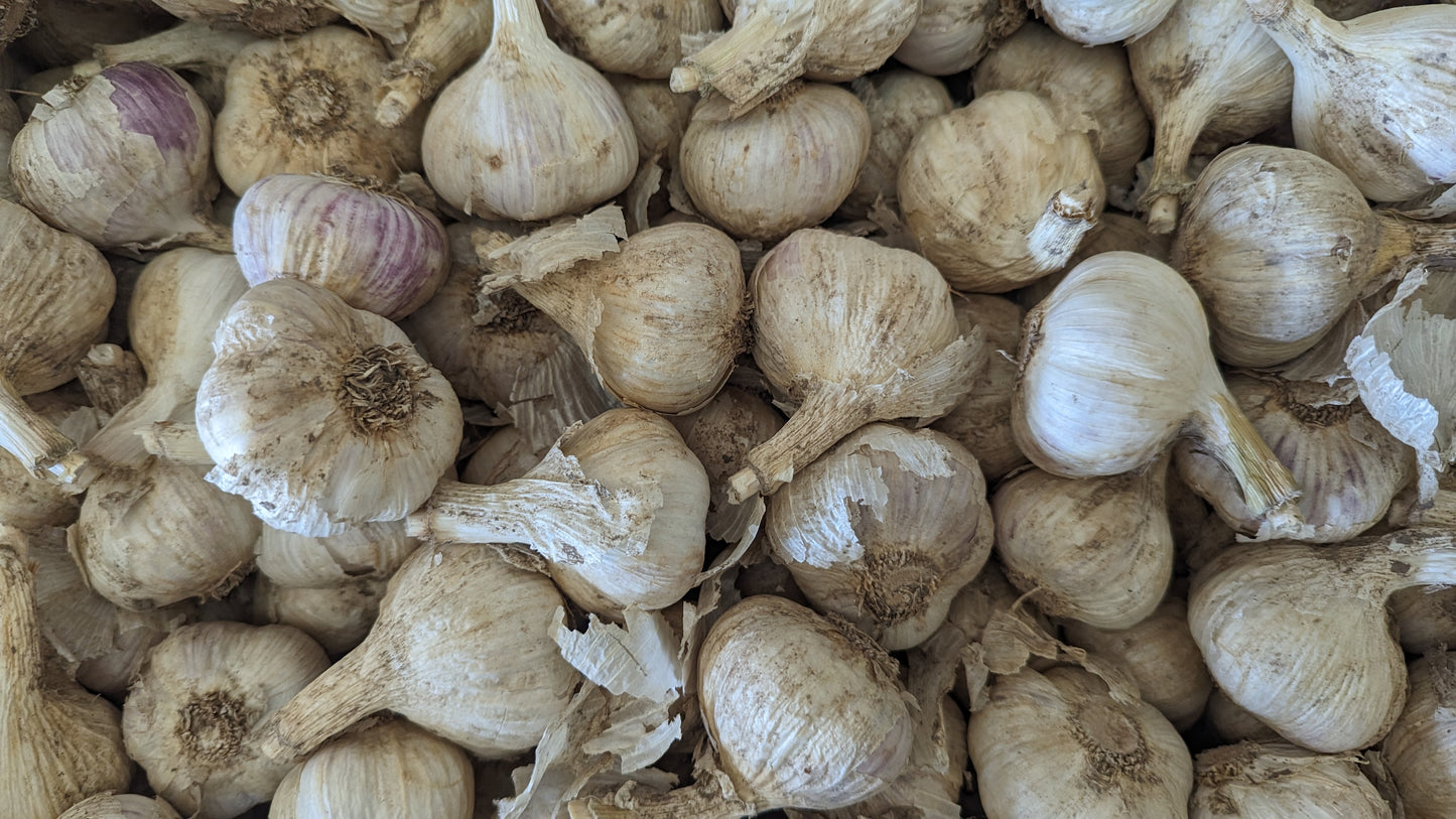 Garlic, music, Fresh Canadian grown