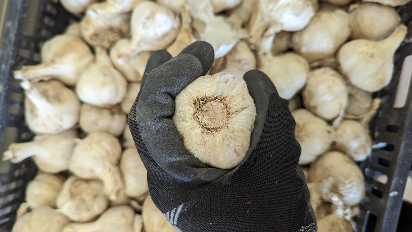 Garlic, music, Fresh Canadian grown