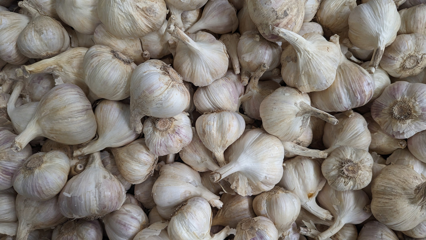 Garlic seeds, Canadian grow