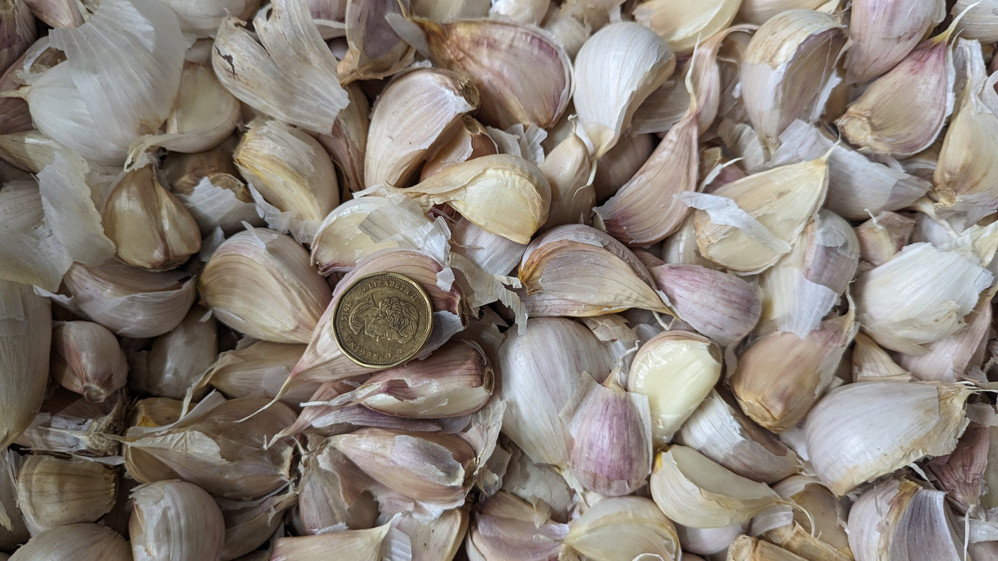 Garlic seeds, Canadian grow