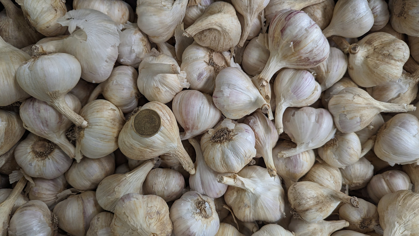 Garlic seeds, Canadian grow