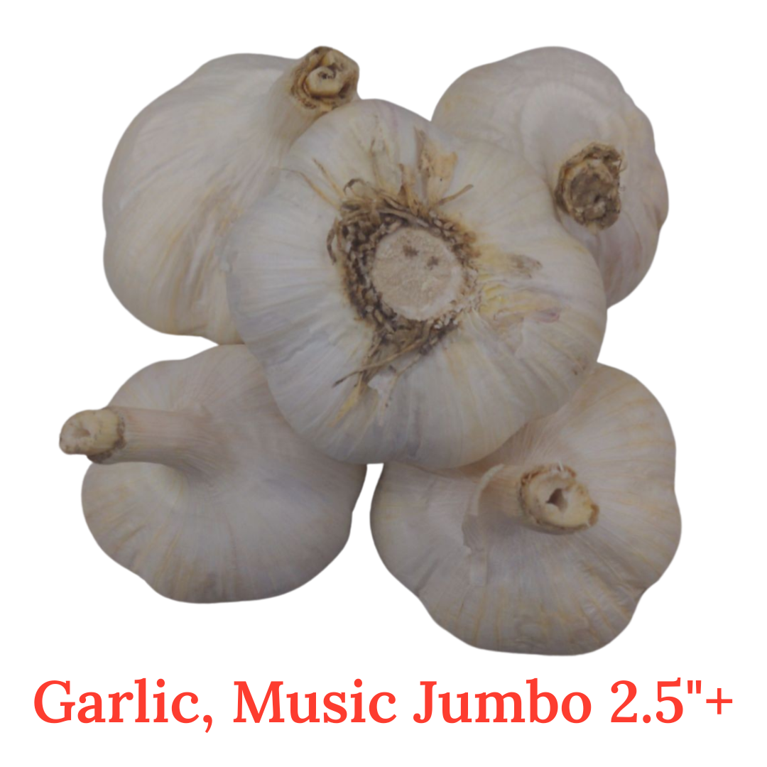 Garlic, music, Fresh Canadian grown