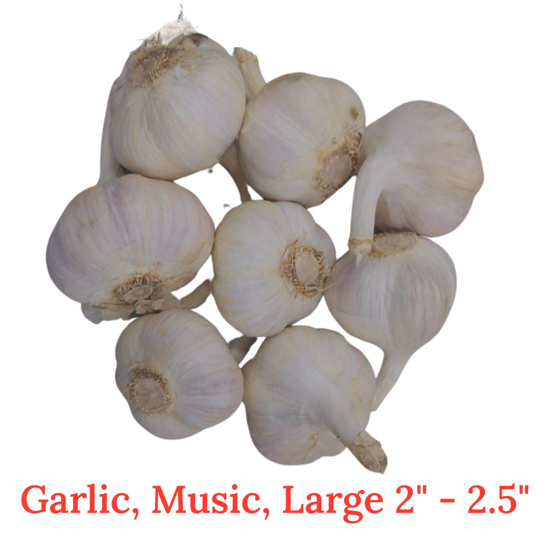 Garlic, music, Fresh Canadian grown